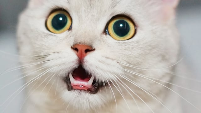 Gato