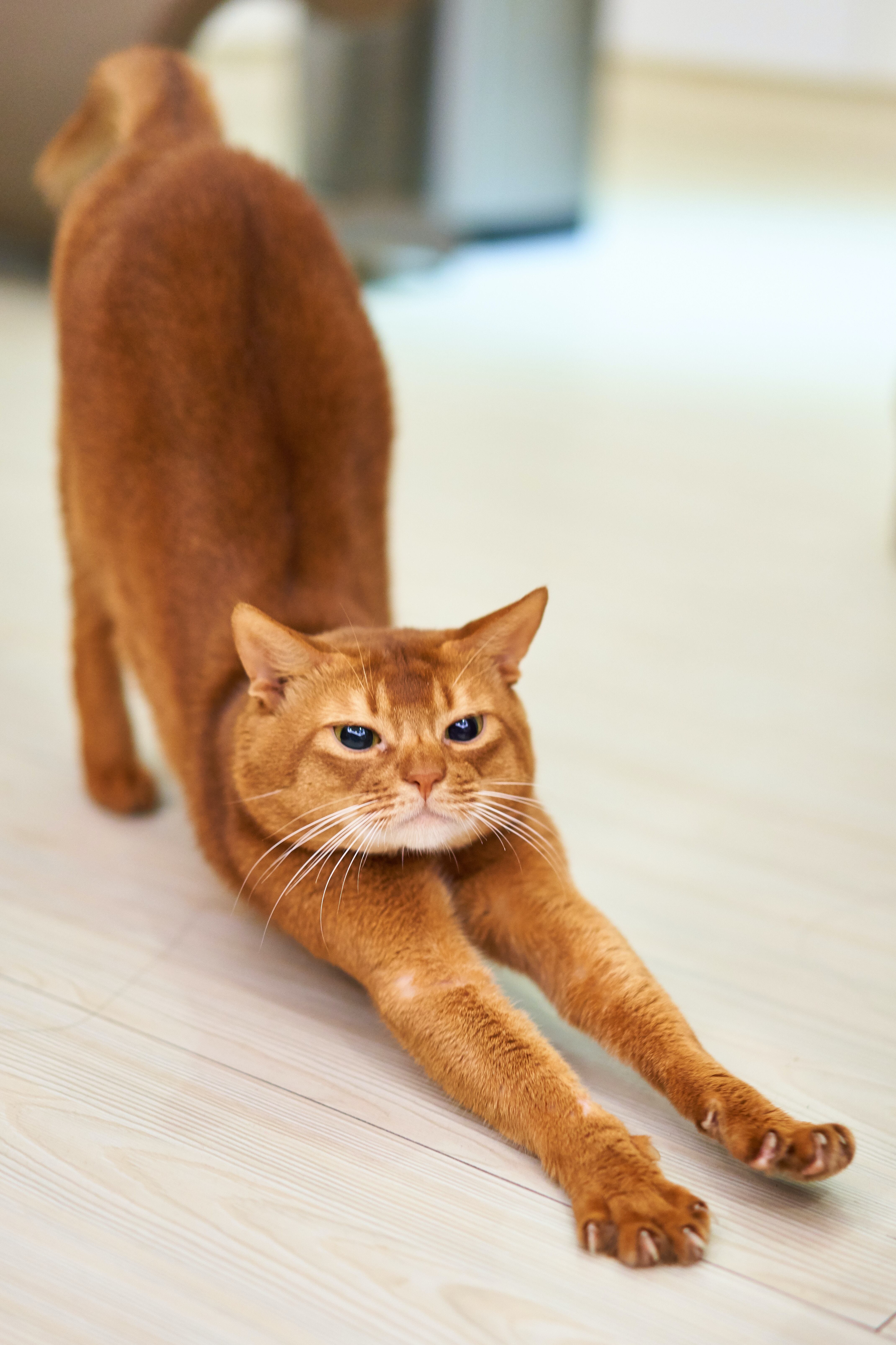Nombres para gato macho