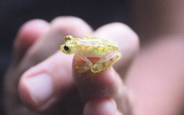 Rana Cristal