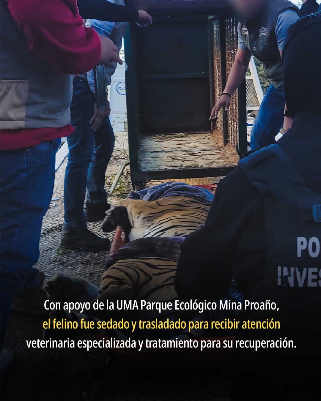 Tigre de Bengala en Fresnillo
