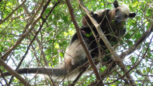 Oso hormiguero en Río Lagartos. Foto: Conanp