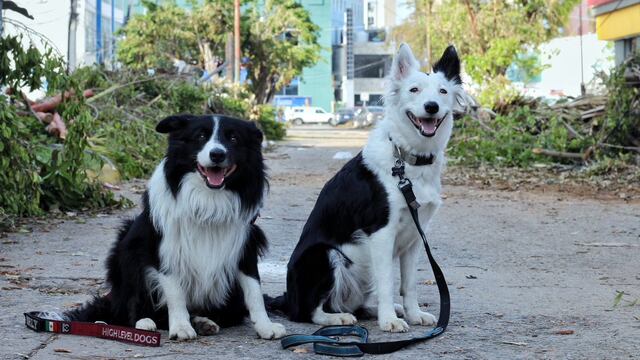 Orly y Hallley, los tiernos perritos que ayudan en Acapulco por el huracán Otis