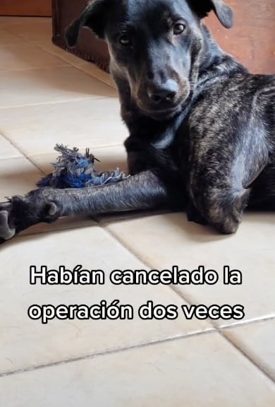 Perrita que esterilizaron