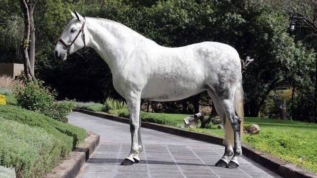 Yegua Senadora que será sacrificada