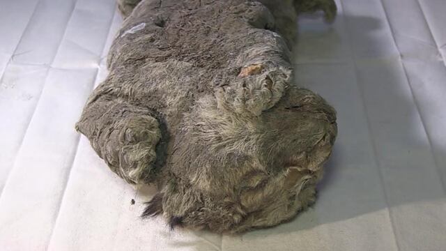 Cachorro de león siberiano
