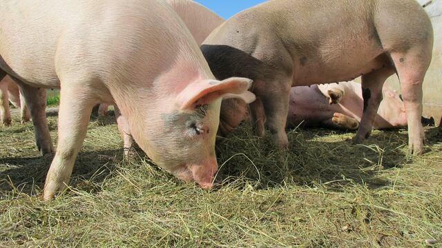 Peste Porcina Africana