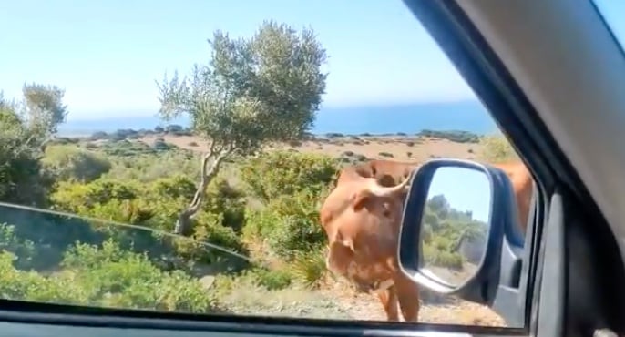 Vaca muestra el camino