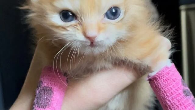 Tater Tot, el gato enojado de TikTok murió