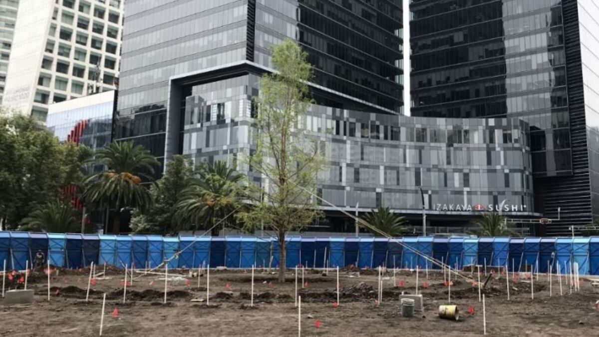 Así va el ahuehuete de Paseo de la Reforma al 5 de junio, Día Mundial ...