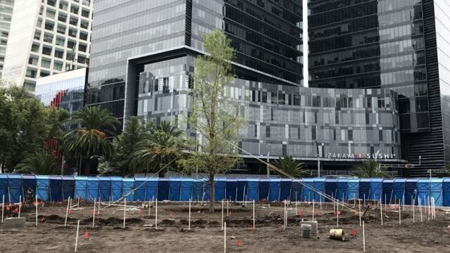 El ahuehuete de Paseo de la Reforma sigue sano