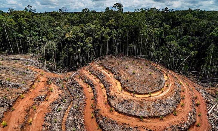 destrucción de los bosques tropicales por el aceite de palma/internet