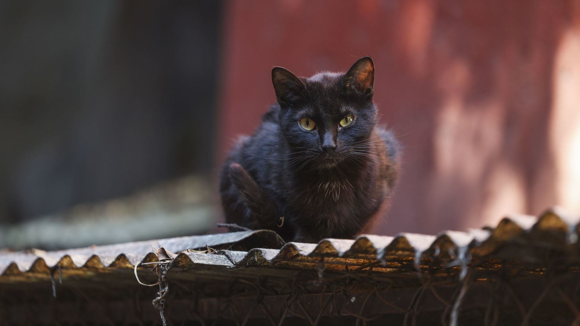 Legislar para dar voz a quienes no la tienen: proteger a los animales en México