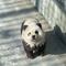 Video del zoológico en china que pintó a un par de perros para hacerlos pasar por osos pandas bebés