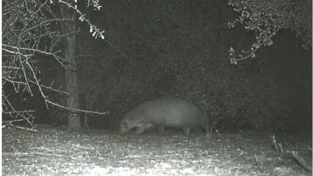 Captan extraño animal en parque de Estados Unidos; nadie sabe qué es (FOTO)