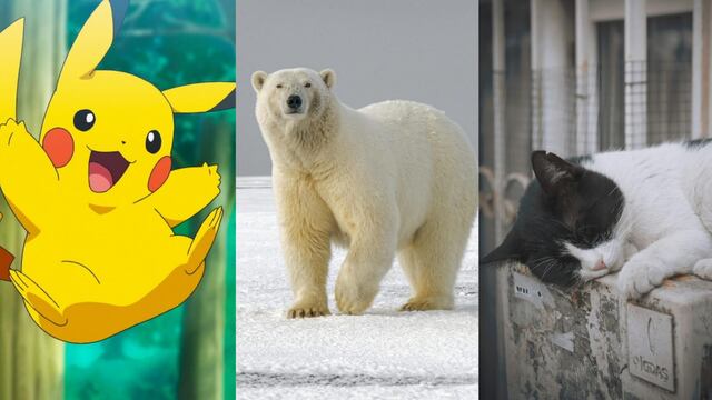 Este 27 de febrero es el Pokémon Day 2024, el Día Internacional del Oso Polar y el Día Mundial de la Esterilización Animal