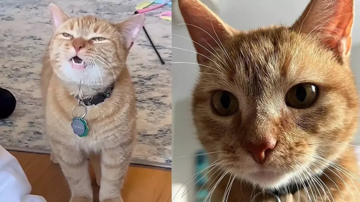 Cala, la gata que cantaba I Go Meow, ha muerto repentinamente a los 12 años