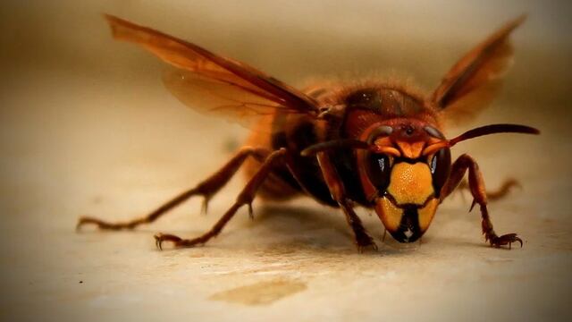 'Avispón asesino'