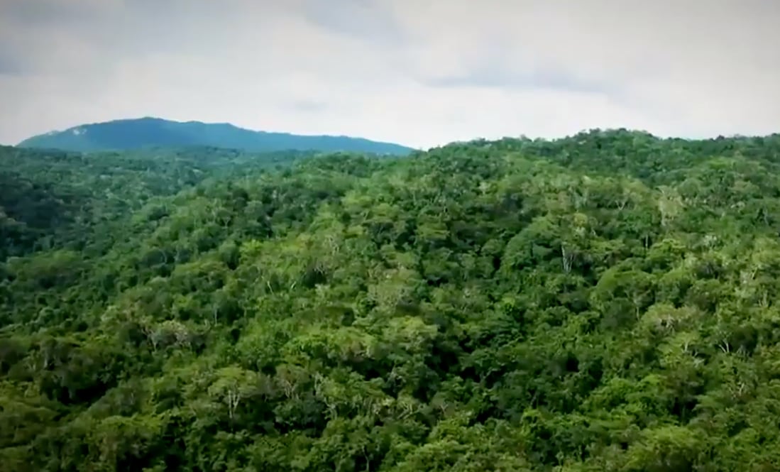 Sangualicas, árboles en peligro de extinción. Su madera se usa en vehículos de lujo.