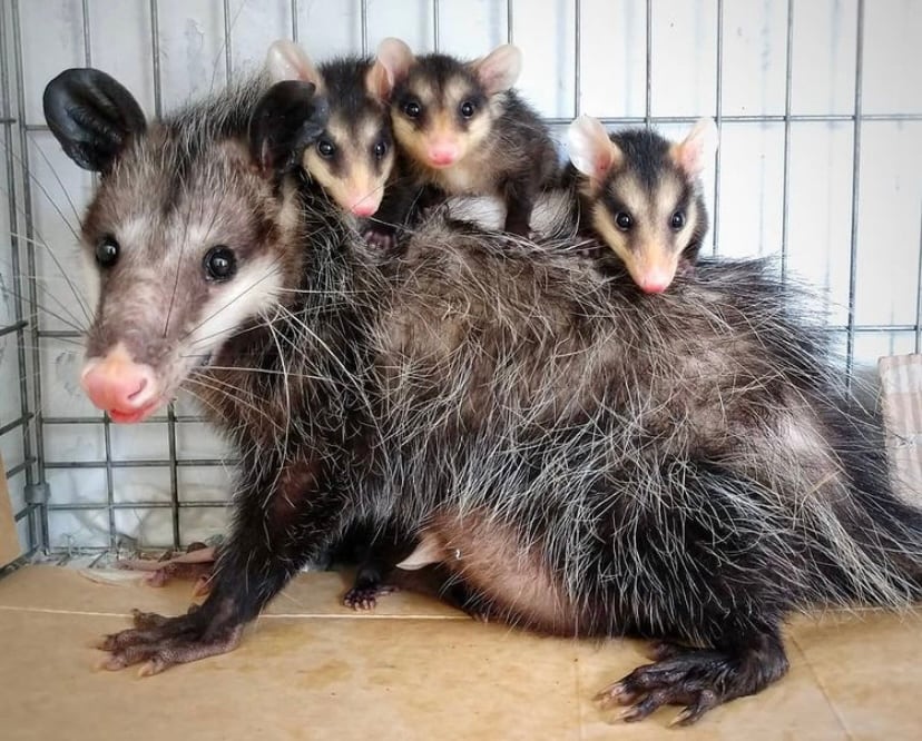 Tlacuache con crías