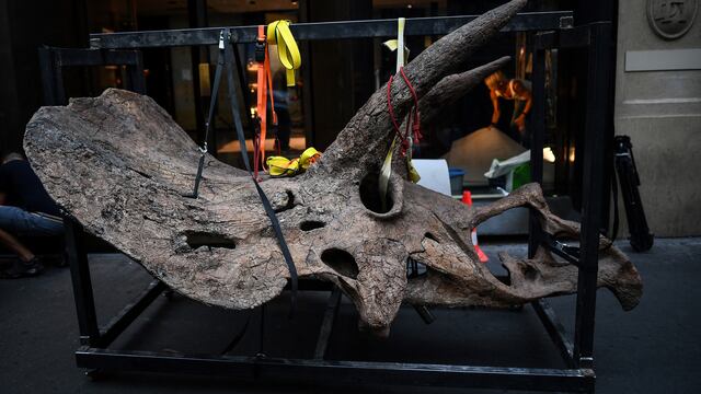 Fósil tricerátop (Photo by Christophe ARCHAMBAULT / AFP)