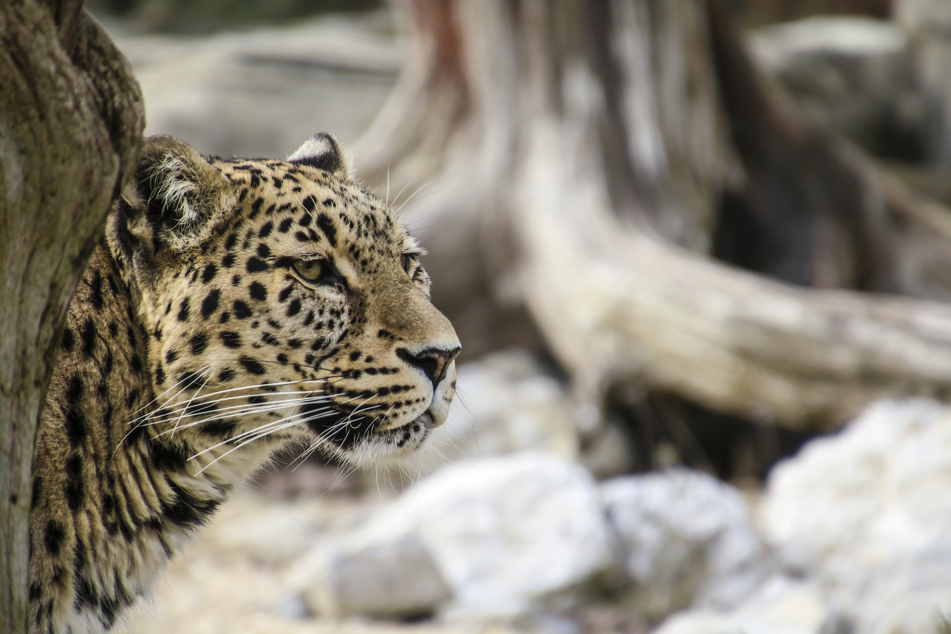 Leopardos persas