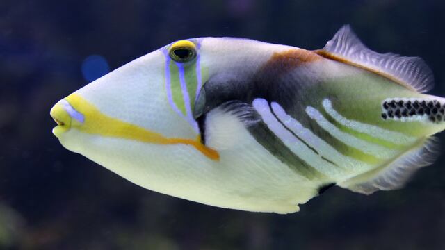 Rhinecanthus aculeatus