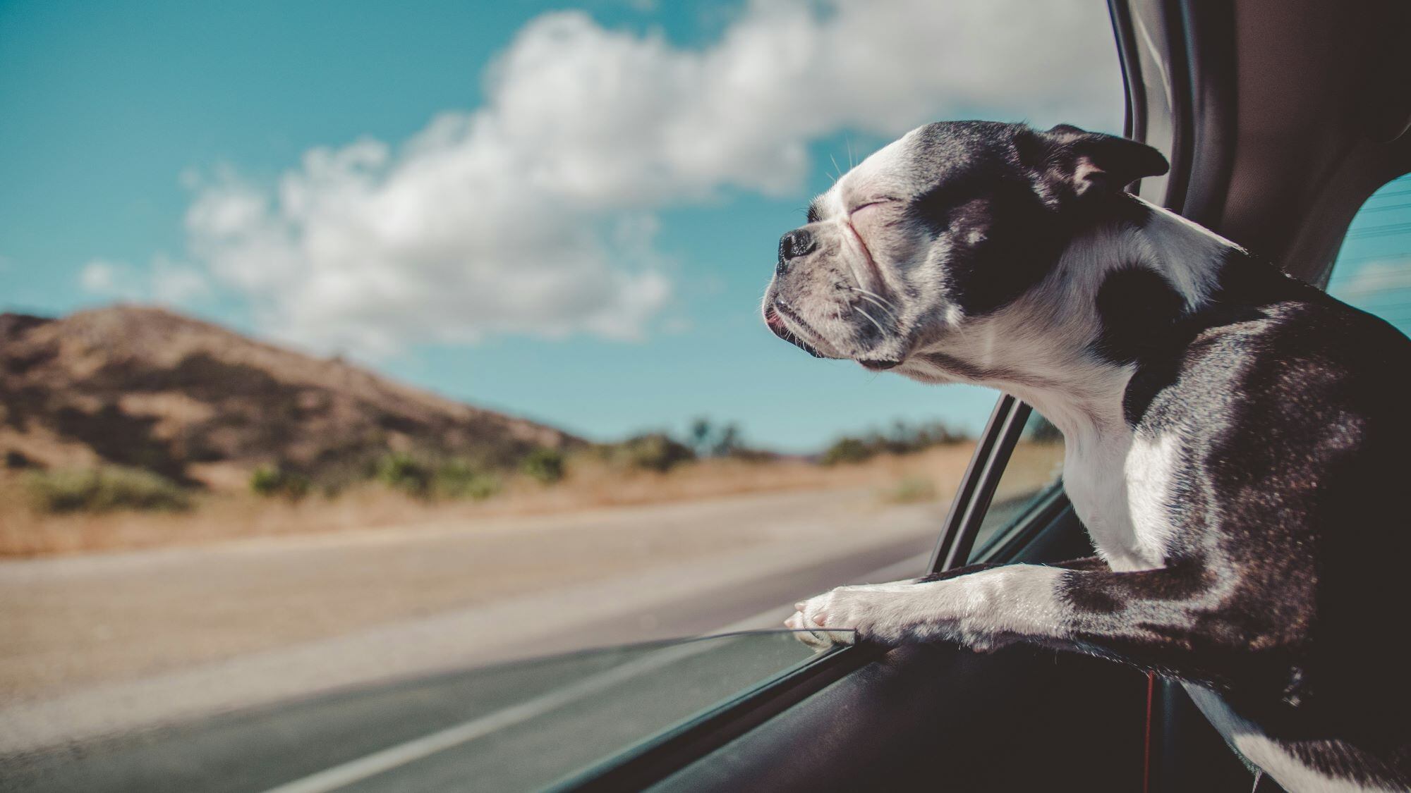 Cómo mantener seguras a las mascotas en el coche