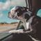 Cómo mantener seguros a los perros y gatos en el coche