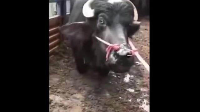 Video de vaca suplicando por su vida en el matadero conmociona a usuarios de redes sociales