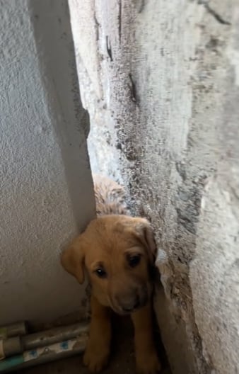 Rescate de un perrito derritió a todo TikTok