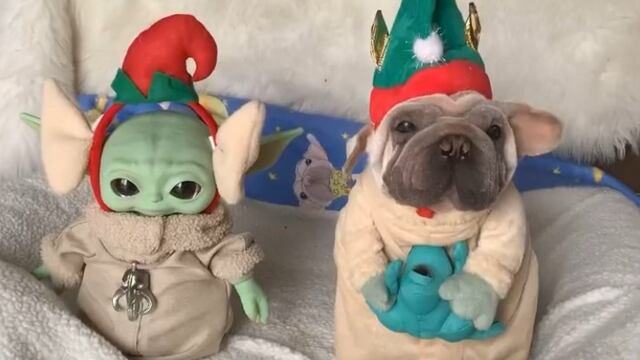 Perro Baby Yoda