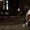 Cujo, el clásico de terror de Stephen King, será adaptado en una nueva película de Netflix