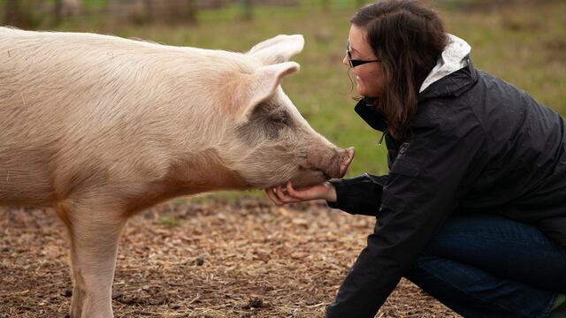 Cerdo mascota mujer