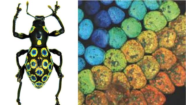 Descubren en gorgojo estructura que podría usarse en smartphones