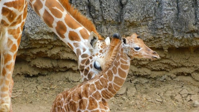 Nace jirafa bebé en el Zoológico de Chapultepec