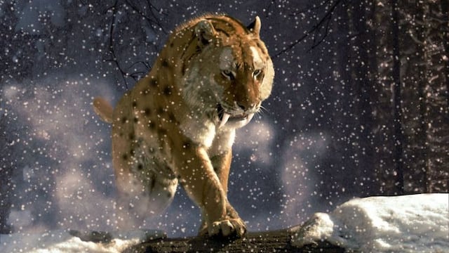 Tigre dientes de sable