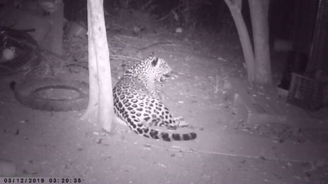 Jaguar capturado