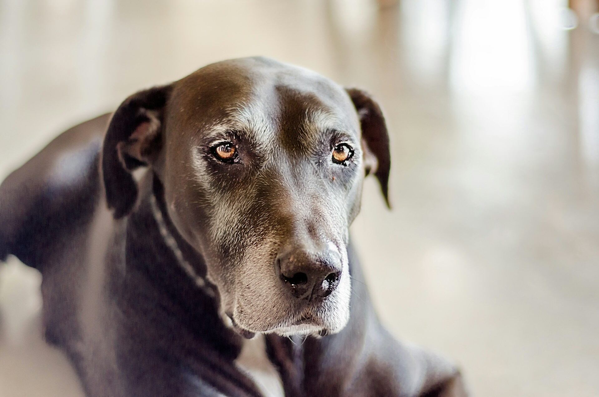 Perro viejo