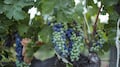 Expectativas del vino mexicano