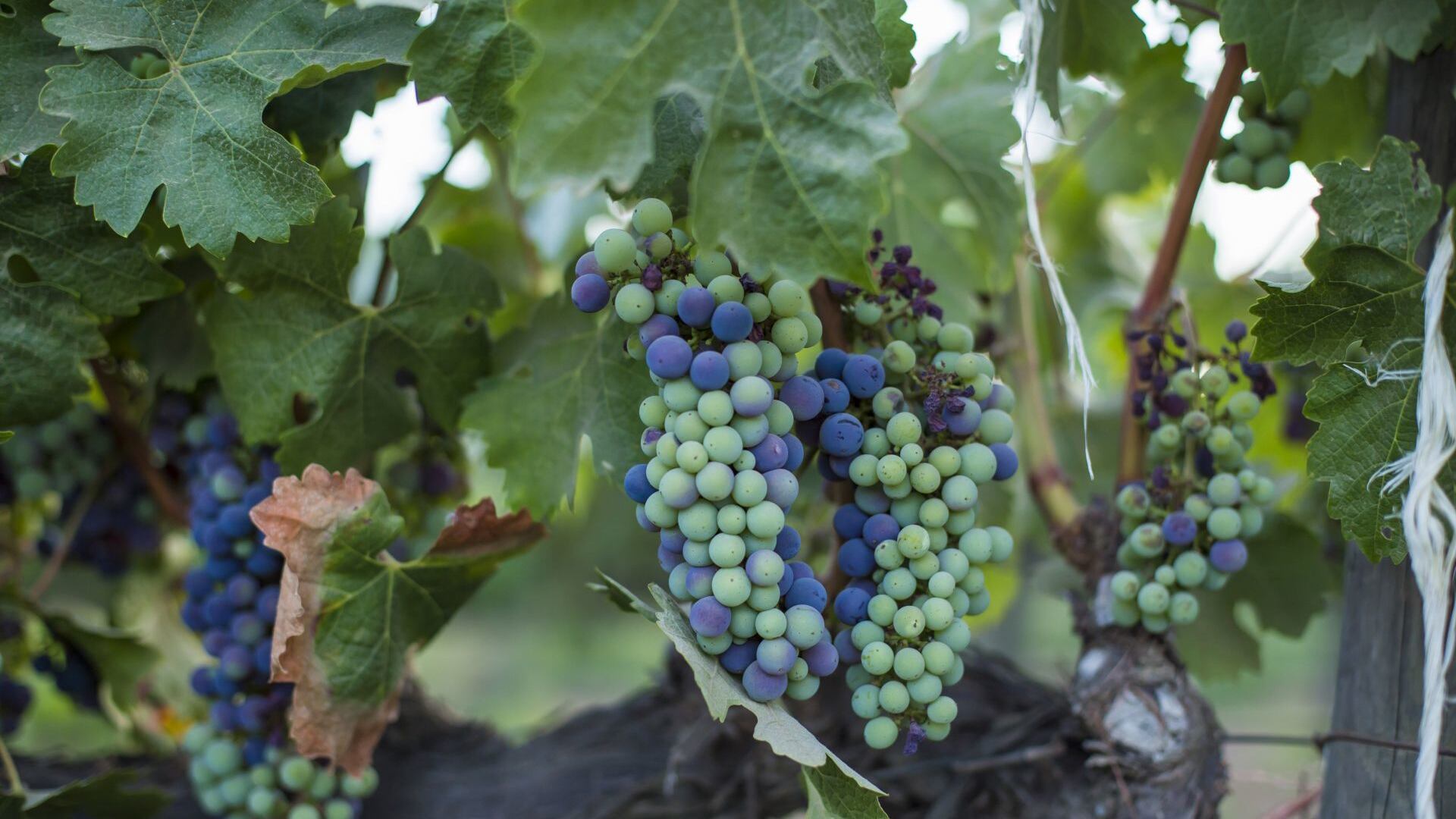 Expectativas del vino mexicano