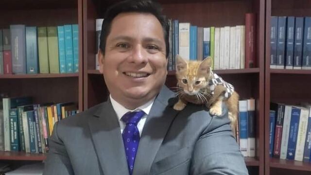 Simba, el gatito rescatado que es "abogado"