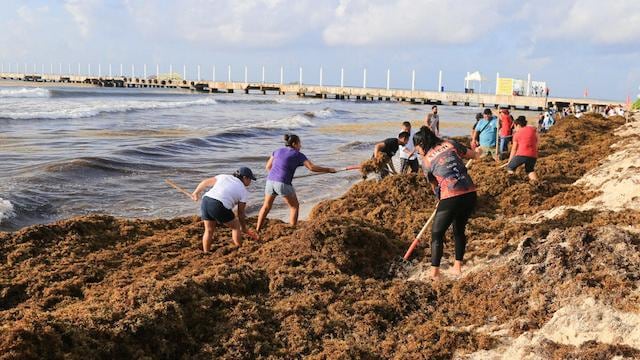 Recolección de sargazo en Playa del Carmen, Quintana Roo
