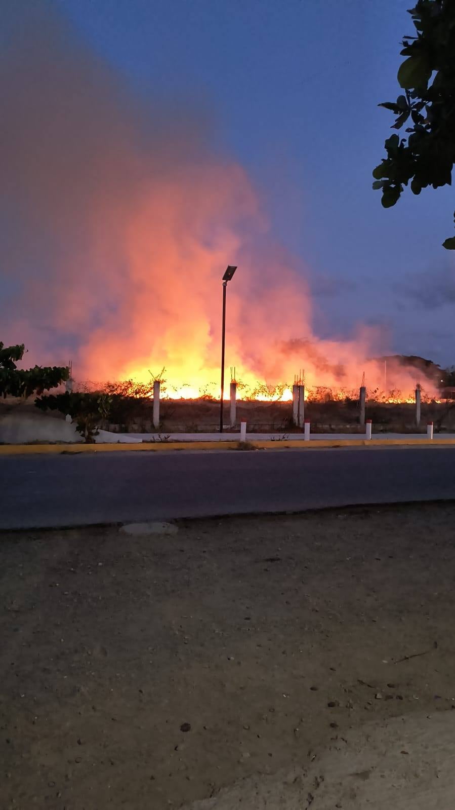Sembrando Vida: incendio arrasó con más de mil árboles en Oaxaca