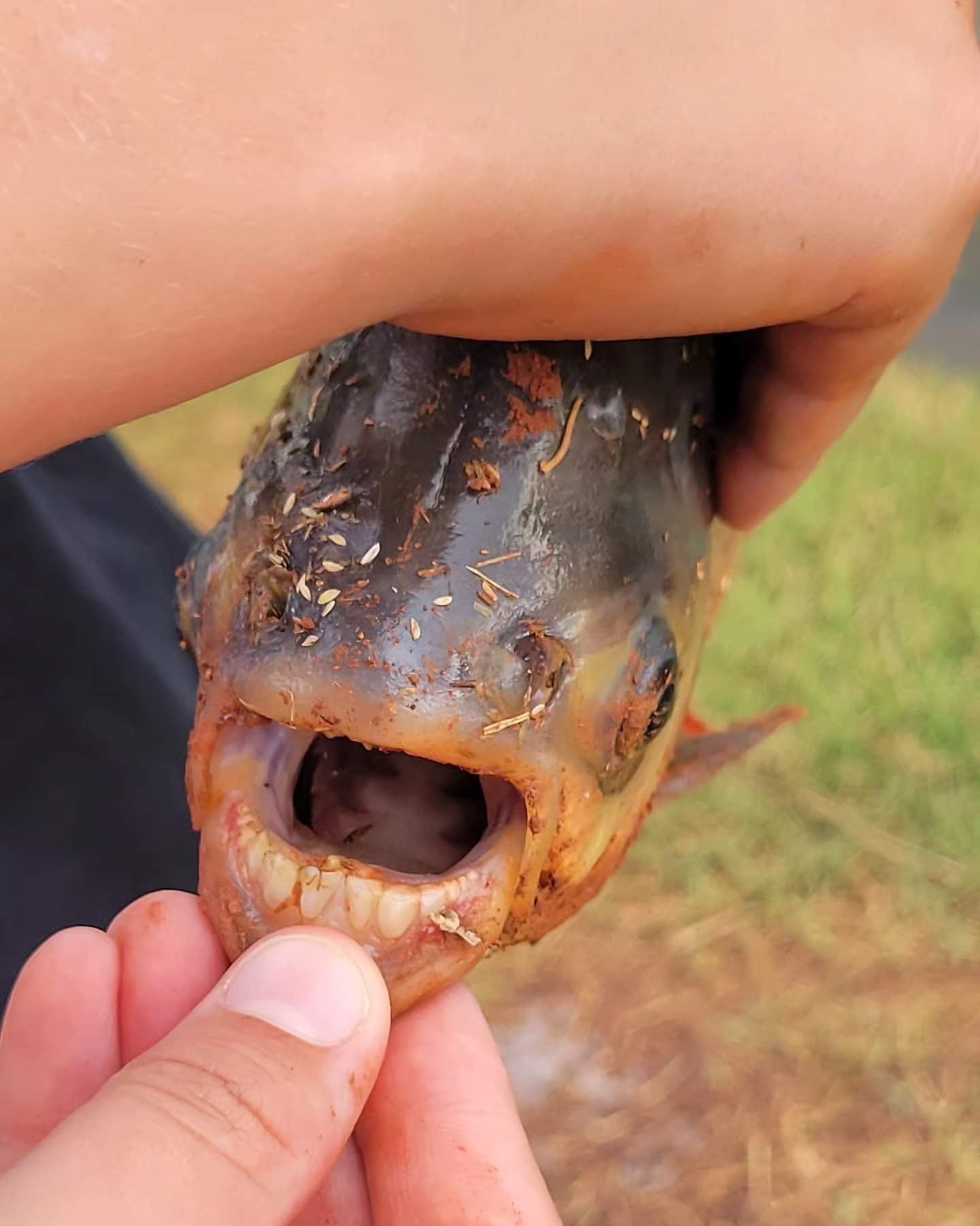 Pez con dientes encontrado por un niño en Estados Unidos