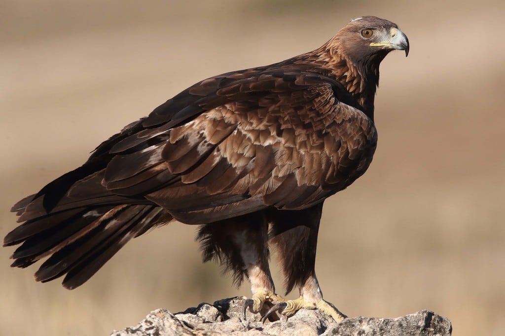 Águila real