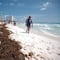 Recale masivo de sargazo llega a playas de Quintana Roo