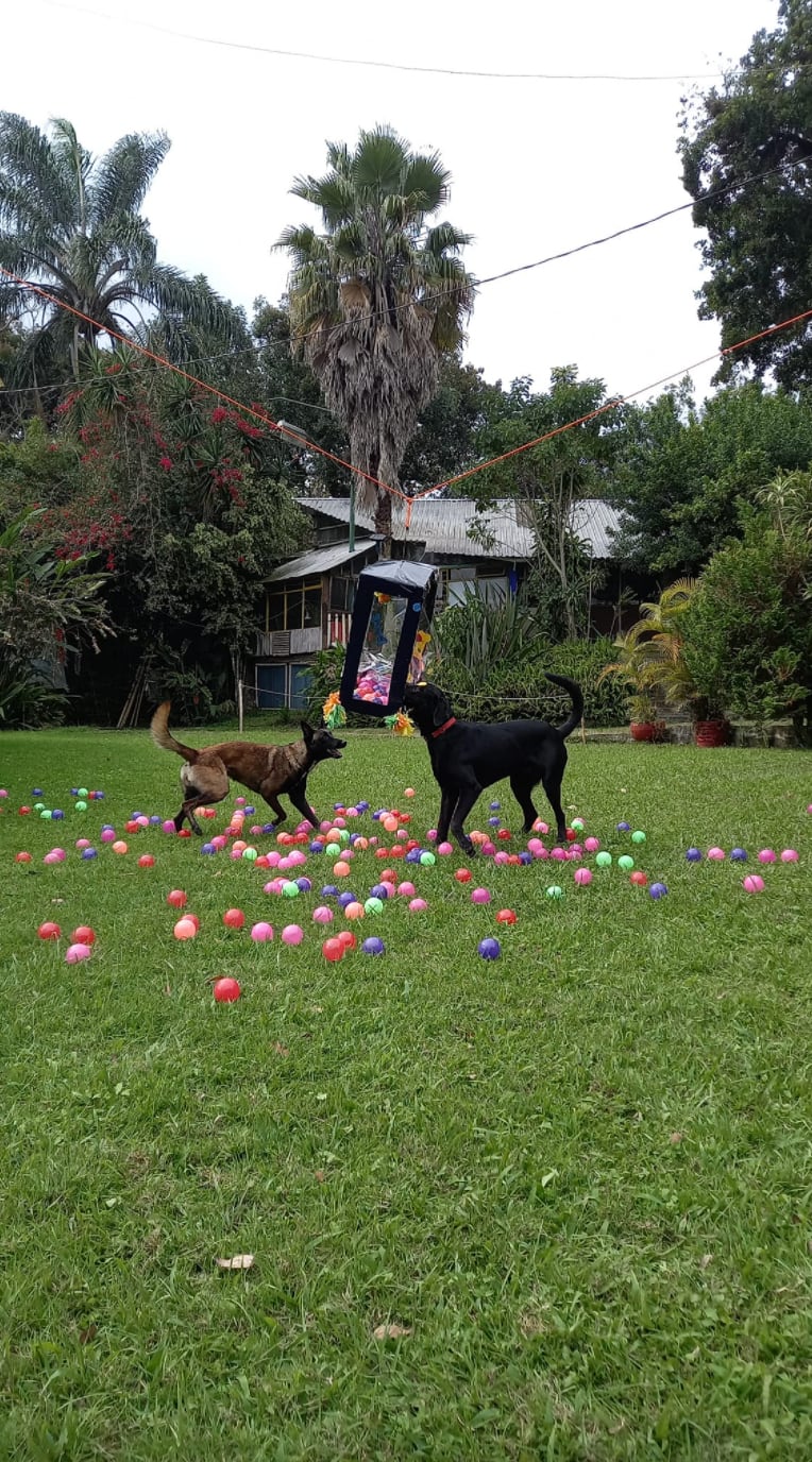 Perritos en la posada