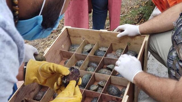Tortugas rescatadas