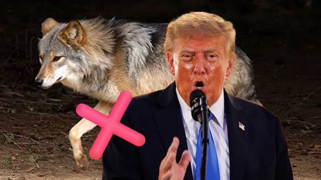 Trump busca eliminar protección del lobo mexicano en Estados Unidos