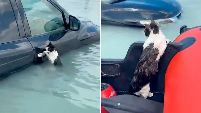 Gato rescatado en Dubái